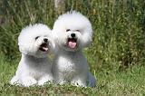 BICHON FRISE 416